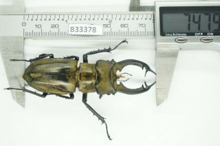 B33378 – Lucanus Sericeus Ohbayashii Ps.  Beetles,  Insects Yen Bai Vietnam 74mm
