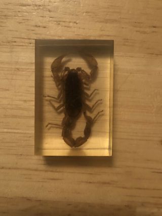 Preserved Scorpion Specimen In Resin Lucite Paperweight