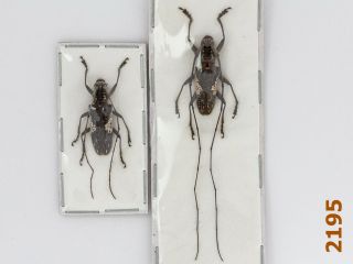 Cerambycidae: Lamiinae Sp.  A1,  1 Pair
