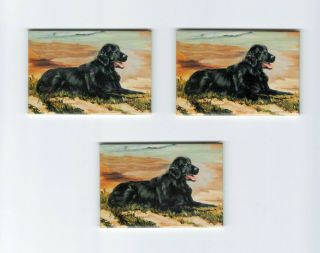 Flat - Coated Retriever Magnet Set 3 Magnets By Ruth Maystead Mfr Rfc - 1