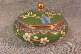 Fine Vintage Chinese Cloisonne Covered Prunus Bowl W Butterflies 12cm