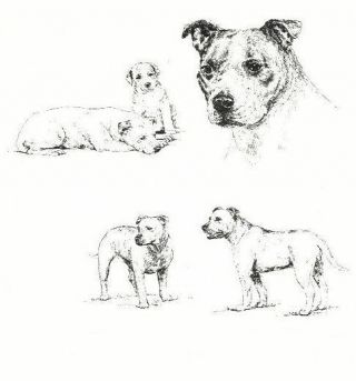 Staffordshire Bull Terrier - 1963 Vintage Dog Print - Matted