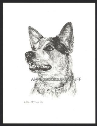 407 Australian Cattle Dog Dog Art Print Pen & Ink Drawing By Jan Jellins