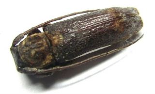 009 Pa : Cerambycidae Species? 11.  5mm