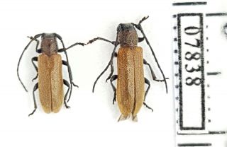 Cerambycidae Anaesthetis Testacea Russia,  South Urals Pair