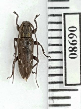 Cerambycidae Sp.  1 Indonesia,  Sw Kalimantan