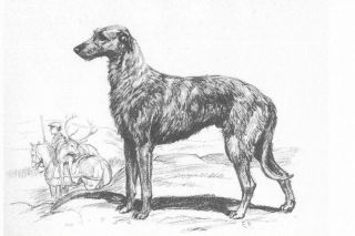 Scottish Deerhound - Dog Art Print - Megargee Matted
