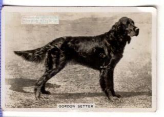 Gordon Setter Dog Canine Pet Animal 1930s Trade Ad Card