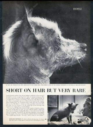 1960 Chinese Crested Dog 2 Photo Vintage Print Article