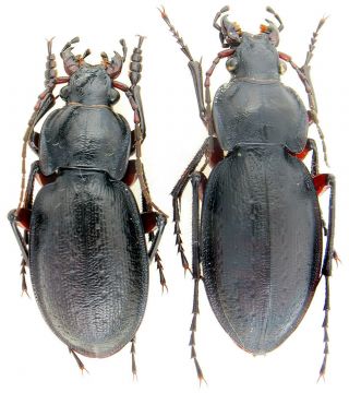 Beetles.  Carabidae.  Carabus (trachycarabus) Besseri Pair