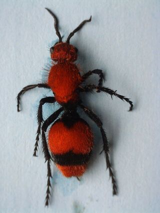 Hymenoptera,  Mutillidae,  Dasymutilla Occidentalis Usa (16 Mm)