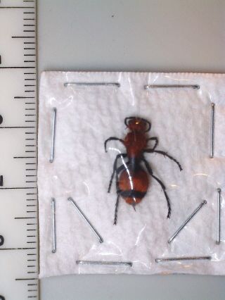 Hymenoptera,  Mutillidae,  Dasymutilla occidentalis USA (16 mm) 2