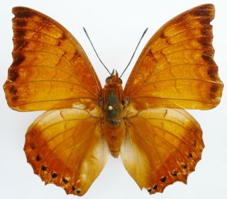 Charaxes Distani Thespius Male From Kalimantan,  Borneo