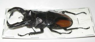 Hexarthrius Parryi Paradoxus Male 78mm (lucanidae)