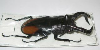 Hexarthrius parryi paradoxus male 78mm (Lucanidae) 2