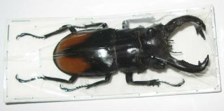 Hexarthrius parryi paradoxus male 78mm (Lucanidae) 3