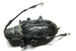 A009 Mi : Cerambycidae Cacia Species? 14mm