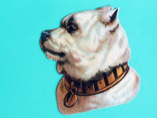 Antique Die Cut Ad Pit Bull Staffordshire Bull Terrier Dog W Big Lock Key Collar