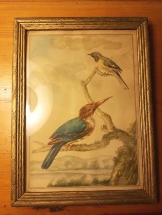 Vintage Donald Art Co.  - Framed Bird Print No.  374