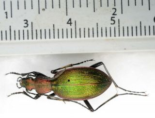 Ceroglossus Buqueti Deuvei Jiroux,  1996 A1 Carabidae Cicindelidae Coleoptera