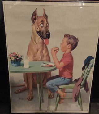 Vintage Great Dane Dog " 50 - 50? " Large Poster Print Duane Bryers (hilda) 28 " X22 "