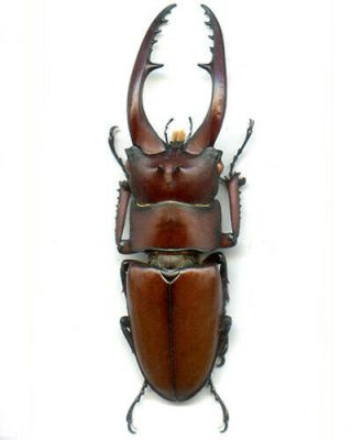 Lucanidae - Prosopocoilus Astacoides Karubei - Vietnam 62.  50 Mm