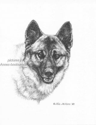 309 Norwegian Elkhound Dog Art Print Pen And Ink Drawing By Jan Jellins