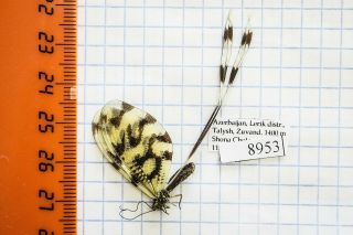 Nemoptera Sinuata Nemopteridae Azerbaijan A1 8953