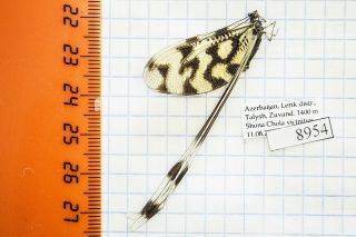Nemoptera Sinuata Nemopteridae Azerbaijan A1 8954