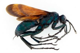 Hymenoptera,  Pepsis Sp.  33mm.  Body,