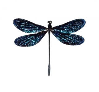 One Real Sparkly Blue Dragonfly Damselfly Unmounted Wings Closed