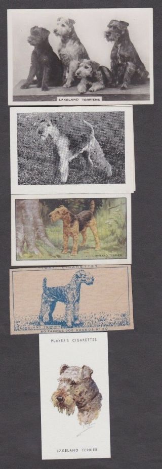 5 Different Vintage Lakeland Terrier Tobacco/cigarette Dog Cards