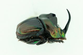 Scarabeidae,  Sulcophanaeus imperator.  Black colour. 2