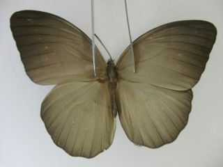 N14111.  Unmounted Butterfly: Faunis Caelestis.  Vietnam North