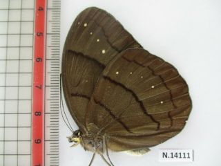 N14111.  Unmounted butterfly: Faunis caelestis.  Vietnam North 2