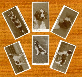 Welsh Springer Spaniel 6 Named Dog Photo Trade Cards