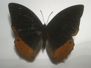 Real Insect/butterfly/moth Set Spread B6150 Charaxes Protoclea Africa:7.  5cm