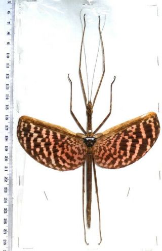 Beetles,  (01673),  Phasmida,  Diesbachia Hellotis,  Kalimantan