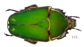 Cetonidae Mecynorrhina Torquata Inmaculicollis 65mm Female From Camerun 112