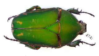 Cetonidae Mecynorrhina Torquata Inmaculicollis 63mm Female From Camerun 474
