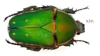 Cetonidae Mecynorrhina Torquata Inmaculicollis 62mm Female From Camerun 939