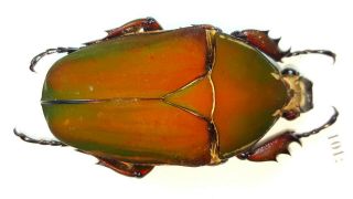 Cetonidae Mecynorrhina Torquata Inmaculicollis 56mm Female From Camerun 101
