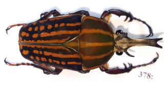 Cetonidae Chelorrhina Romyae (savagei) Male From Camerun 378