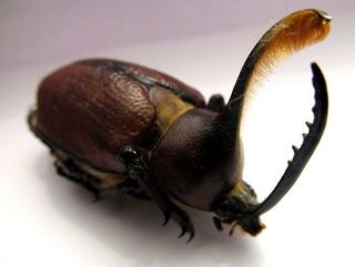 Golofa Eacus / Aecus Beetle Large Taxidermy Real Insect