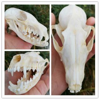 Hot Fox Skull Taxidermy Supplies Art Bone Vet Medicine 1:1 A