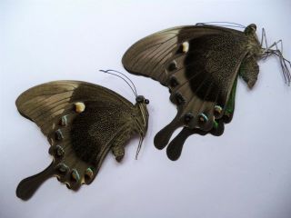 Unmounted Butterflies Papilio Palinurus Pair No 1,  Philippines.