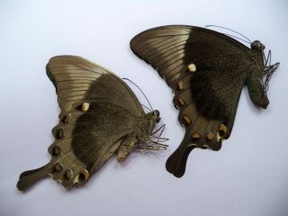 Unmounted Butterflies Papilio Palinurus Pair No 2,  Philippines.
