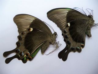 Unmounted Butterflies Papilio Palinurus Pair,  Philippines.