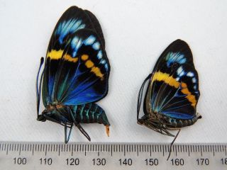 Eterusia Repleta Pair Butterfly (folded) Taxidermy Real Unmounted