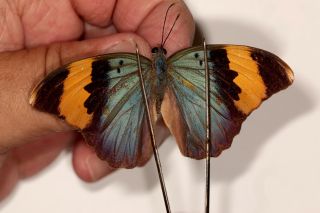 Butterflie Nymphalidae Euphaedra Neophron Pair From Tanzania